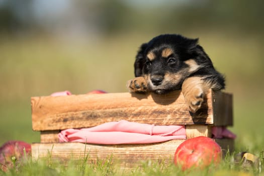 Cute little dog in a wooden crate on the grass