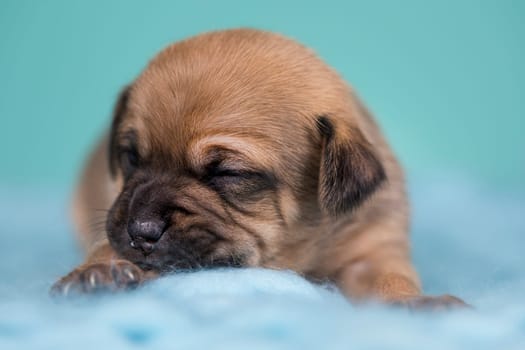 Little cute puppies are sleeping on a blanket
