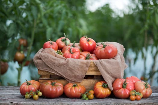 Vegetables, tomatoes on wooden desk