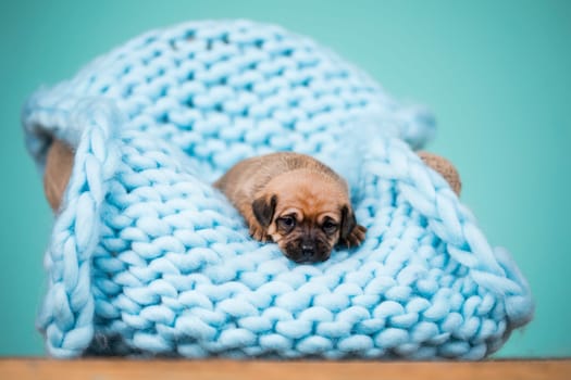A beautiful little dog sleeps on a blanket