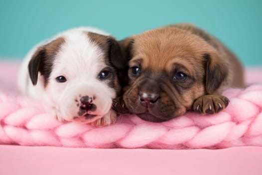 Dogs on a sleeps on a blanket