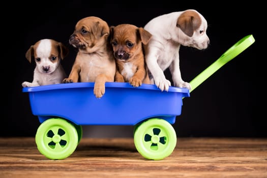 Cute doggies in a toy wagon
