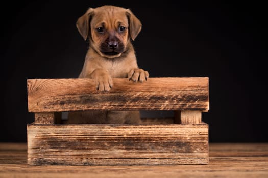 Cute little dog in a wooden crate
