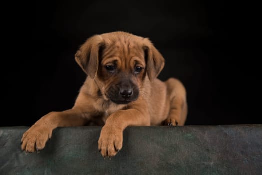 Dog on a black background