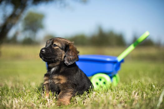 Cute dog in a toy wagon on the grass