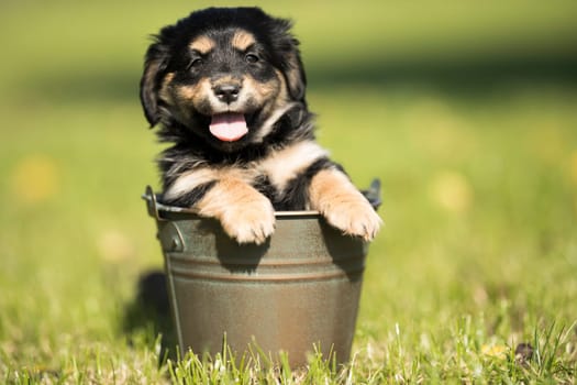 A small dog in a metal bucket