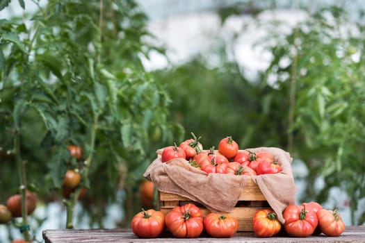 Red Tomatoes in a Greenhouse, organic food