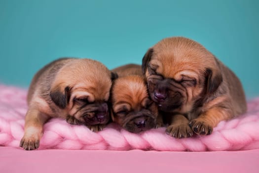 Dogs on a sleeps on a blanket