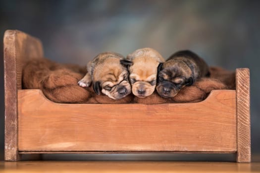 Little puppies sleeping in bed