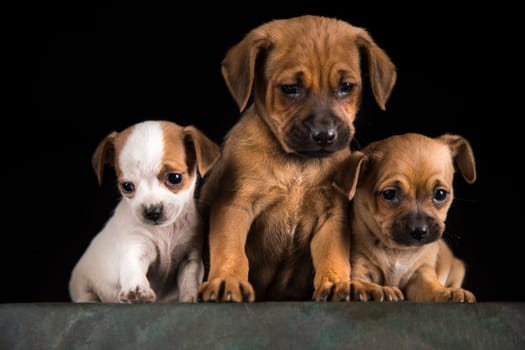 Dog on a black background