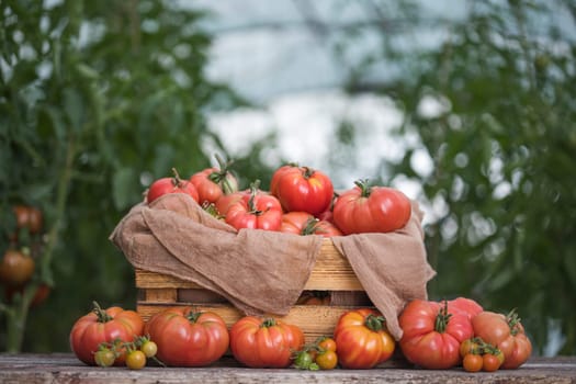 Vegetables, Tomatoes,  on desk in garden