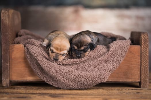 Little puppy breed is sleeping