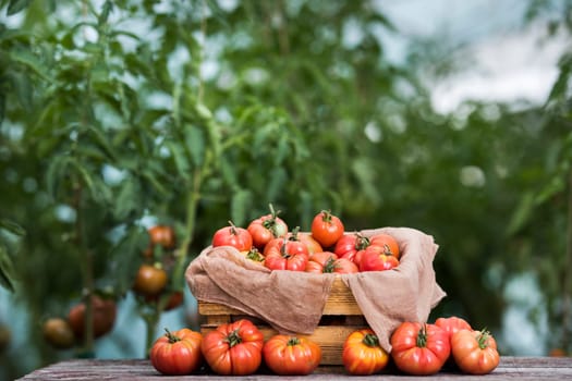Vegetables, Tomatoes,  on desk in garden