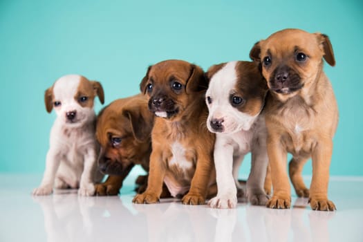 Two little dogs, puppy, animals concept