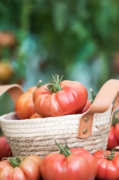 Red Tomatoes in a Greenhouse, organic food
