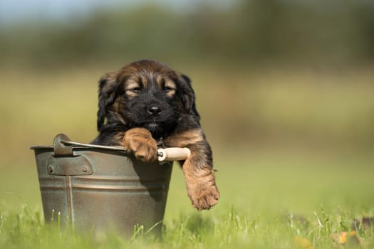Dog in a metal bucket