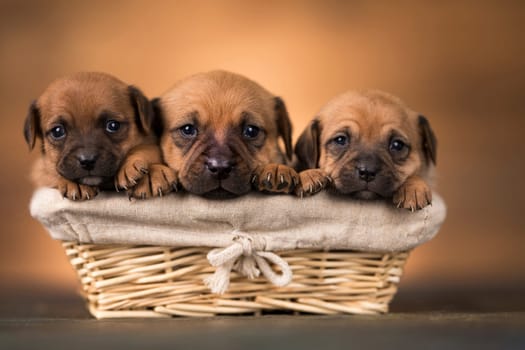 Small puppies in a wicker basket