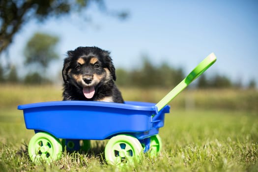 Beautiful little puppies in a toy wagon on the grass