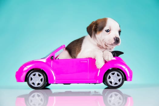 Cute dog in a pink car