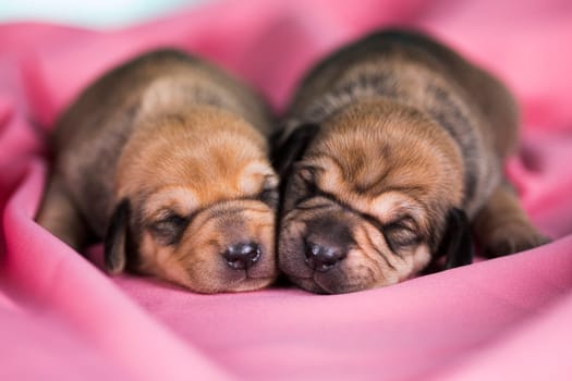 Dog in sleeps on a pink blanket