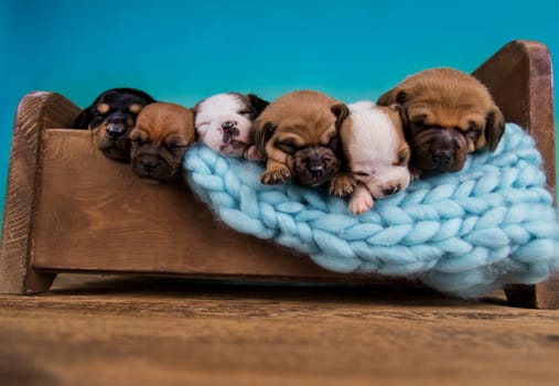 Dogs sleep on a small wooden bed