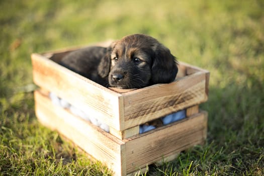 Cute little dog in a wooden crate on the grass