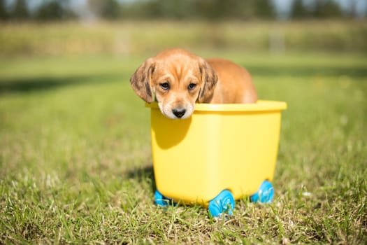 Little dog in a toy wagon on the grass