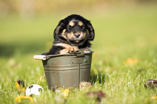 A small dog in a metal bucket