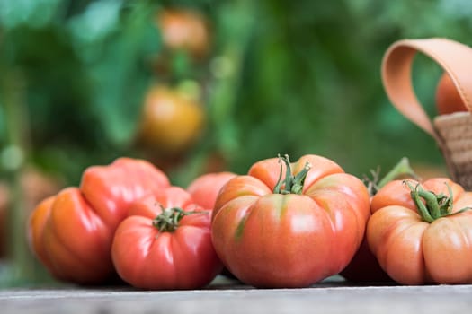 Vegetables, Tomatoes,  on desk in garden