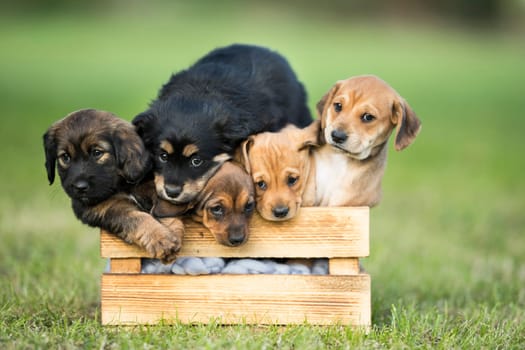 A group of cute puppies in a wooden crate on the grass
