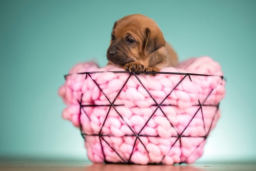 Beautiful happy puppy dog a metal basket