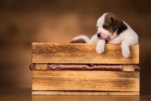 Dog in a wooden crate