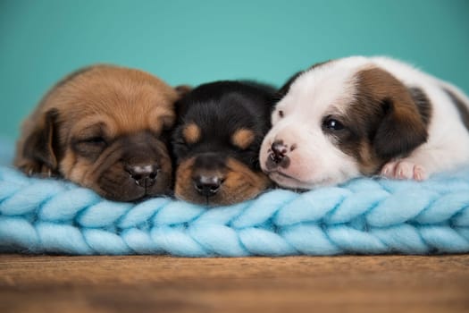 Dogs on a sleeps on a blanket