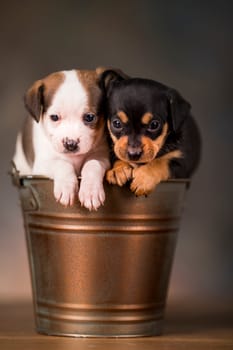 Dogs in a metal bucket