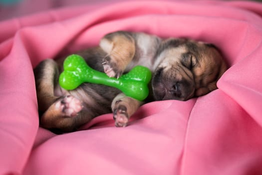 A little dog sleeps with a rubber bone on a pink blanket