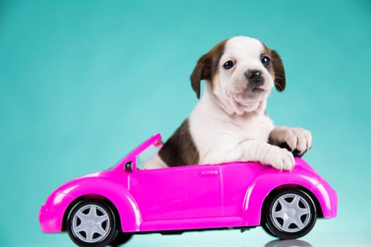 Puppy in a pink car