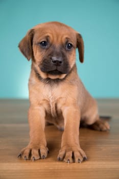 Cute puppy dog, animals concept