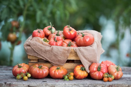 Vegetables, Tomatoes,  on desk in garden
