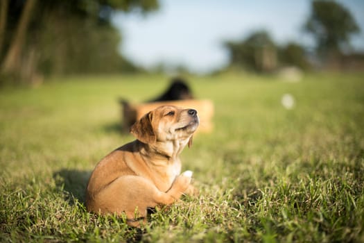 Puppy dog on the grass