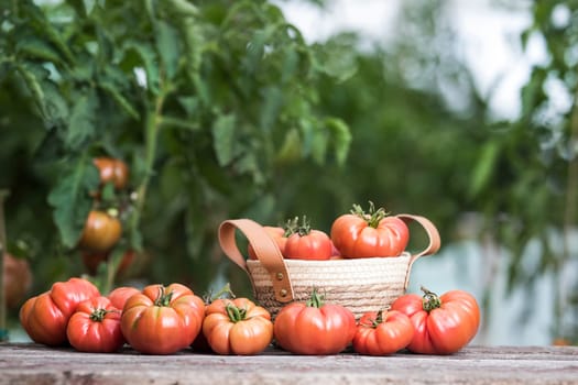 Organic food, Free red vegetables of tomato