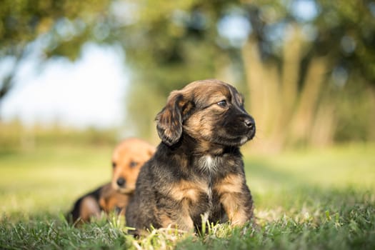 Little dog on the grass