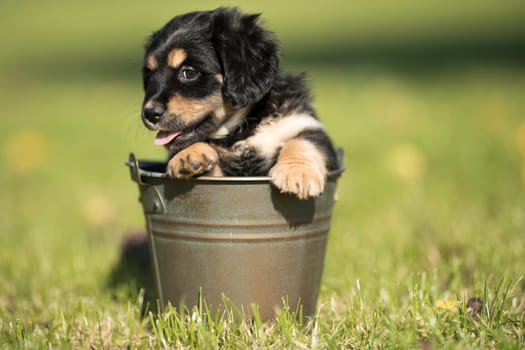 Dog in a metal bucket