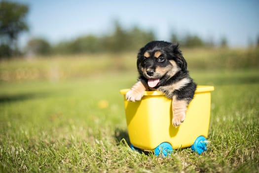 Little dog in a toy wagon on the grass