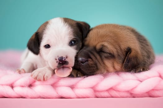 Pet, dog puppy, sleeps on a blanket