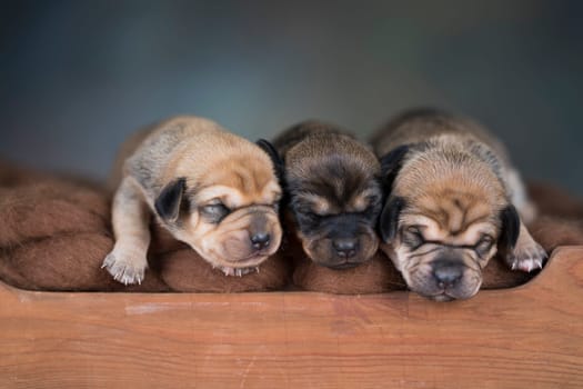 The dogs sleep on a wooden bed