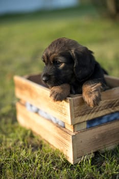 A happy puppy dog a wooden crate on the grass