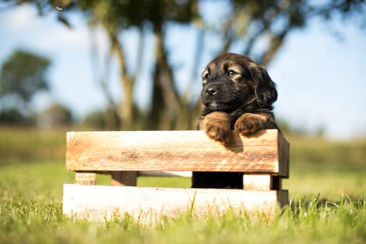 Cute little dog in a wooden crate on the grass