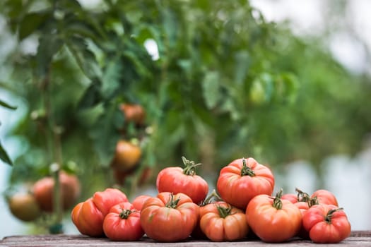 Vegetables, tomatoes on wooden desk