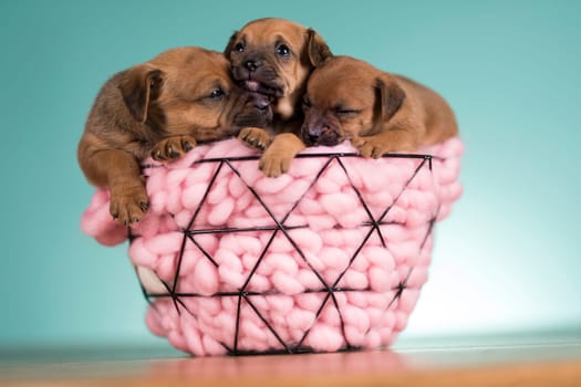Sleeping dogs in a metal basket