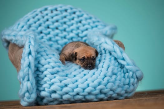 Little cute puppies are sleeping on a blanket